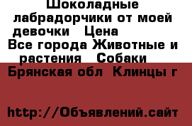 Шоколадные лабрадорчики от моей девочки › Цена ­ 25 000 - Все города Животные и растения » Собаки   . Брянская обл.,Клинцы г.